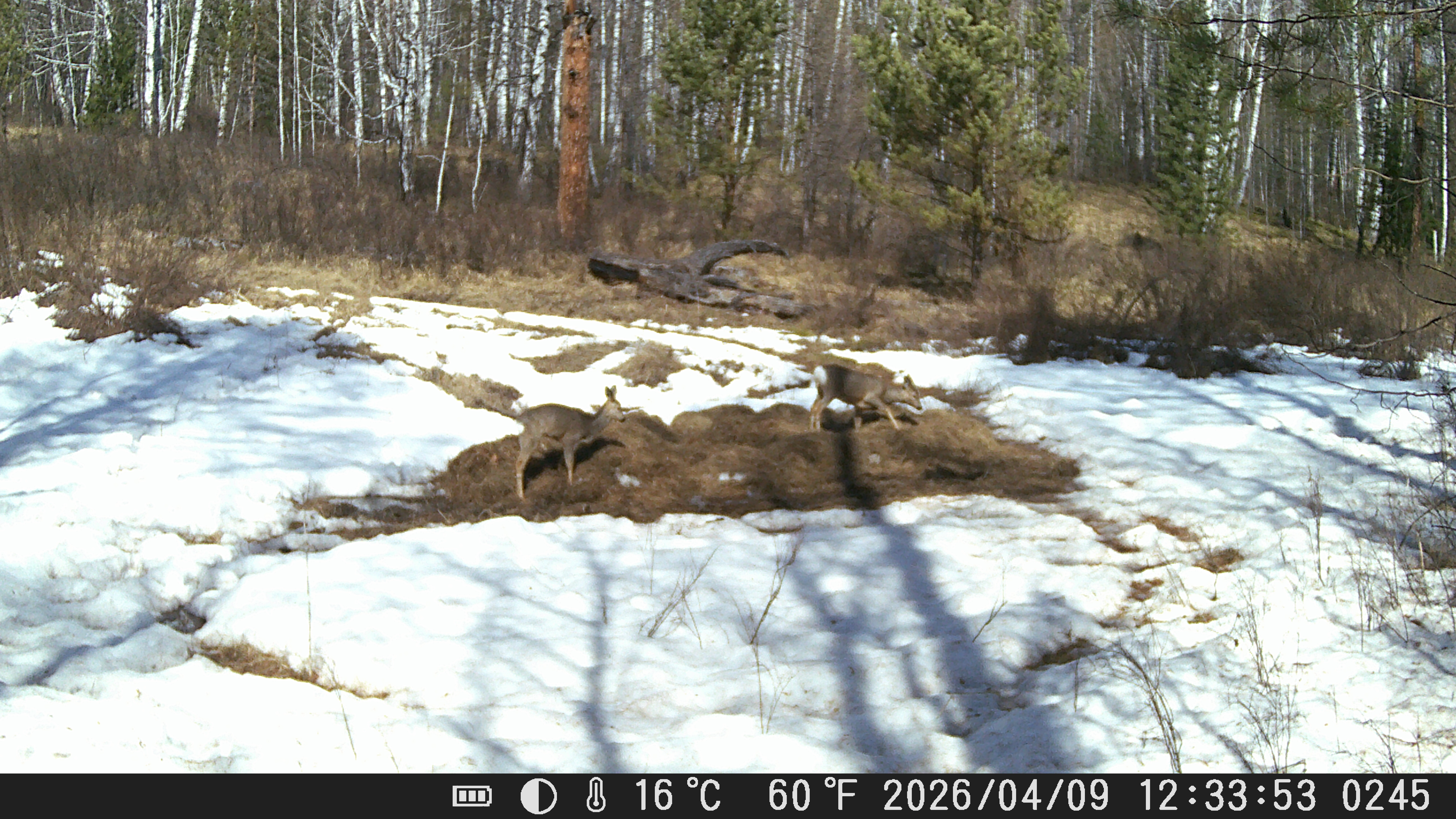 Подкормка копытных — ещё один способ помочь дикой природе