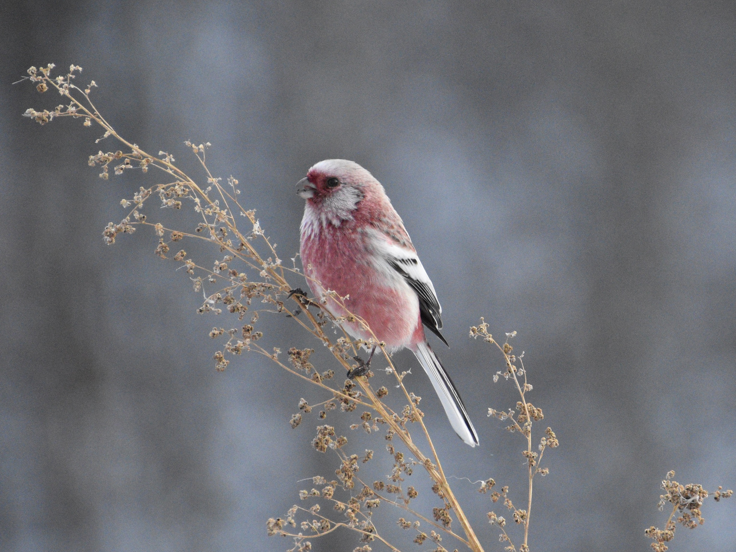 Урагус. Самец
