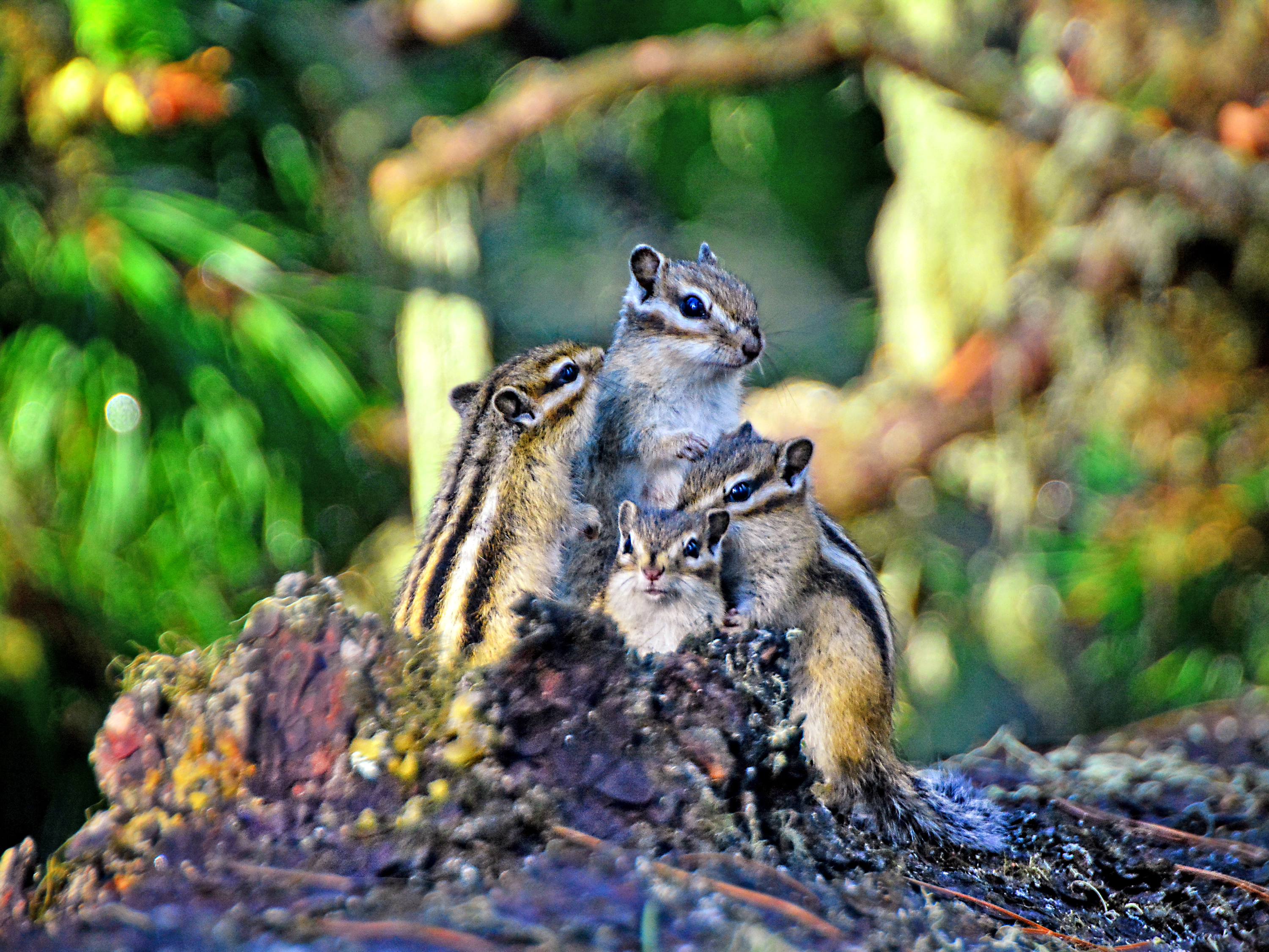 Семья бурундуков на экотропе на озеро Светлое