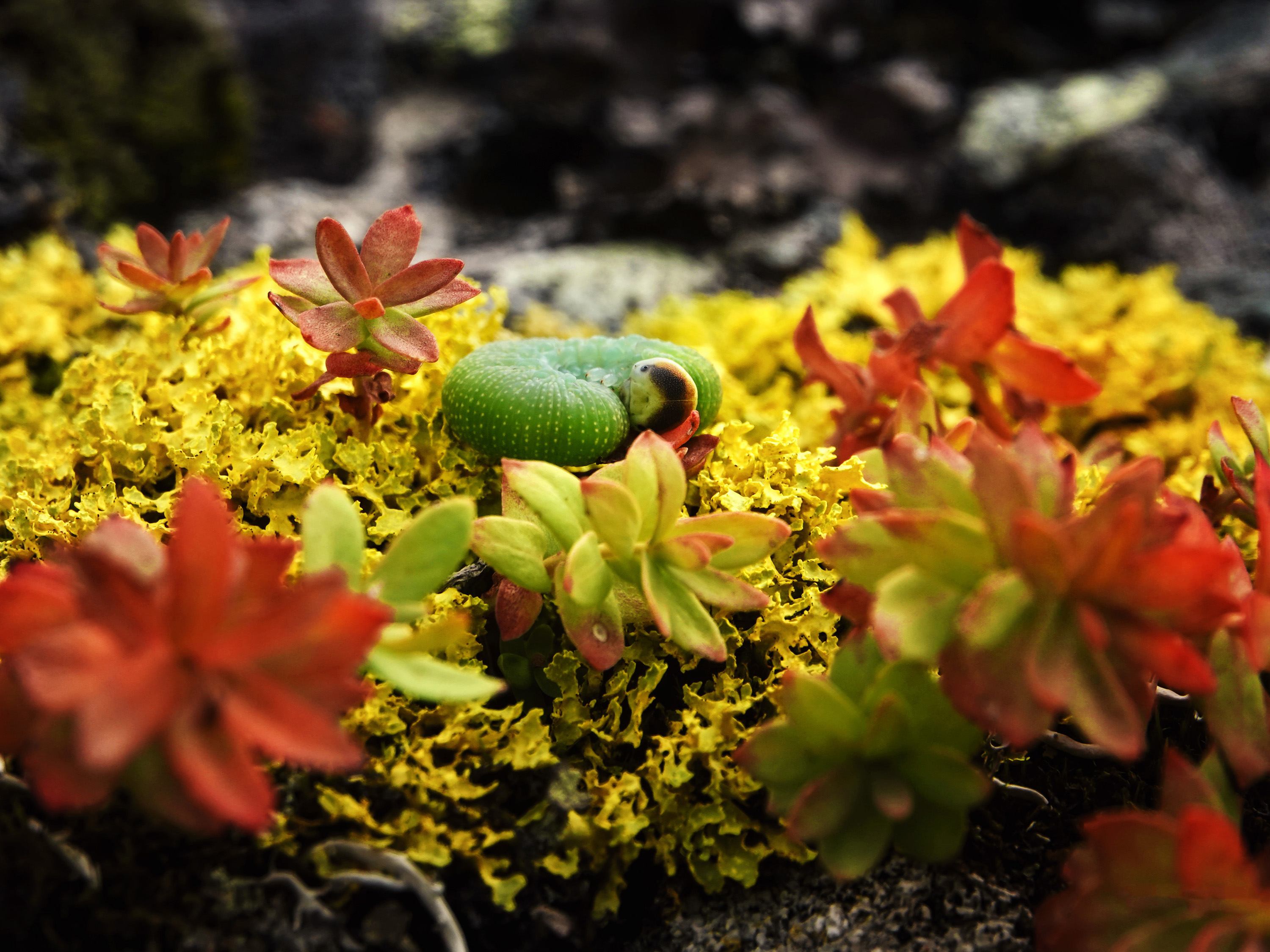 Личинка Пилильщика берёзового