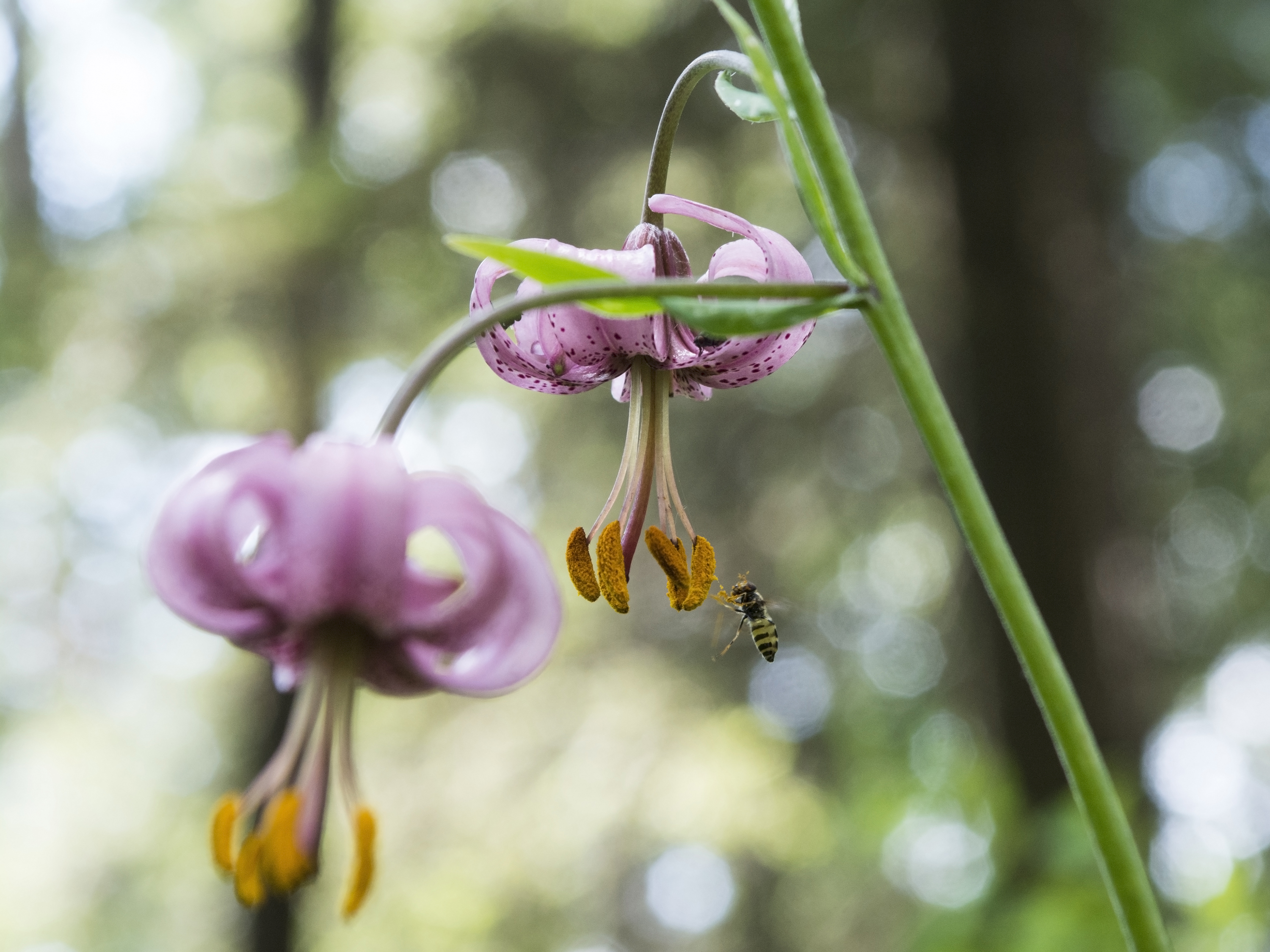 Лилия волосистенькая
