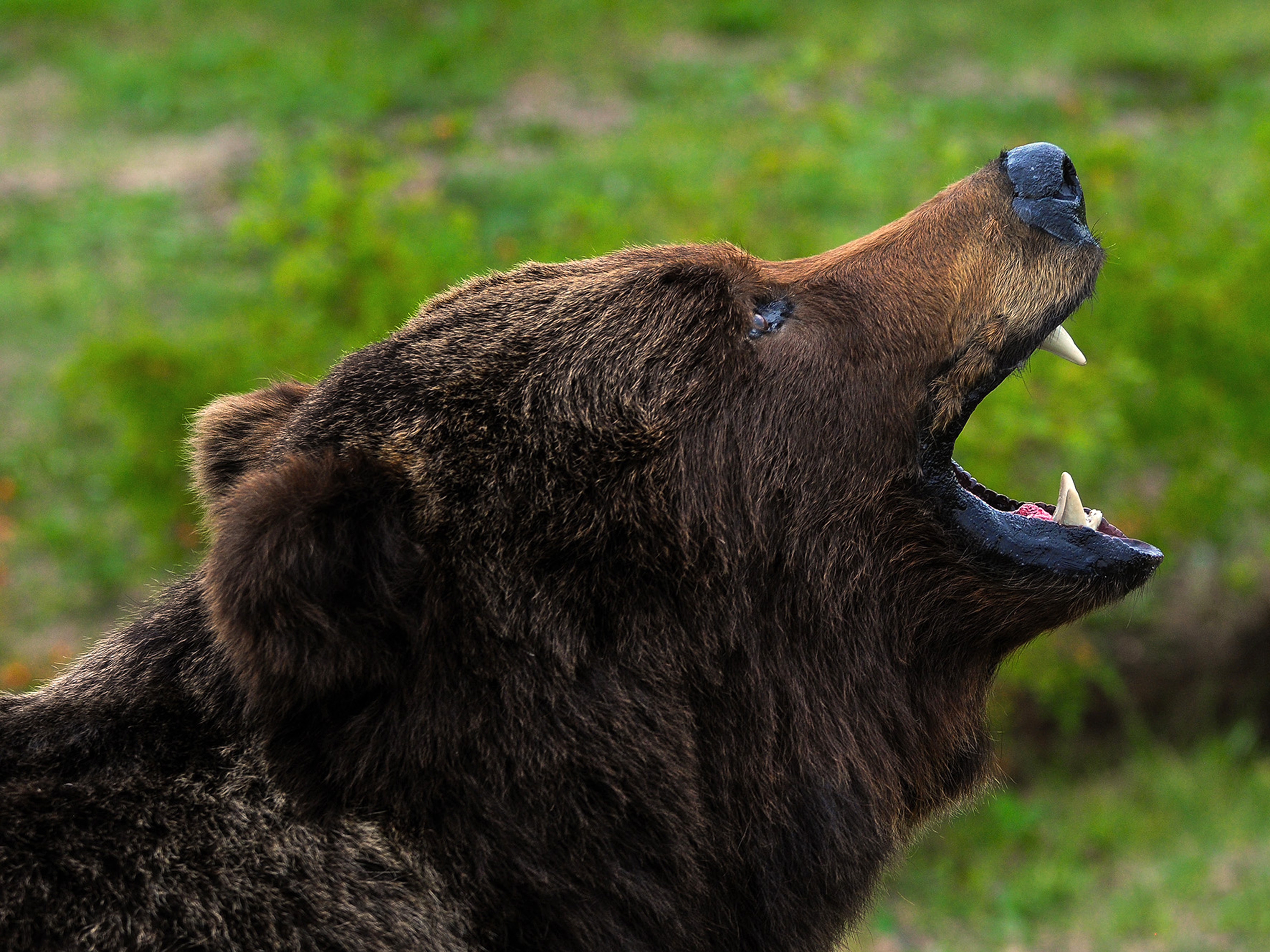 Бурый медведь, озеро Араданское