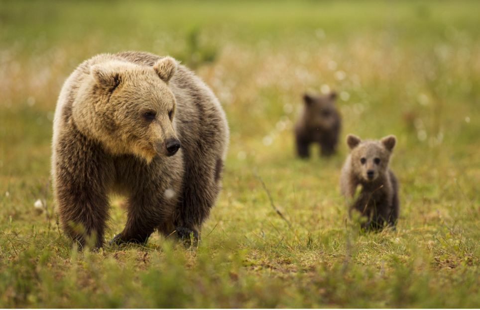 medvezhatki-1.jpg medvezhatki-1.jpg