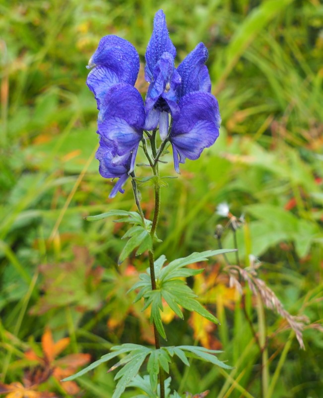 Борец Паско КК РФ.jpg Борец Паско КК РФ.jpg