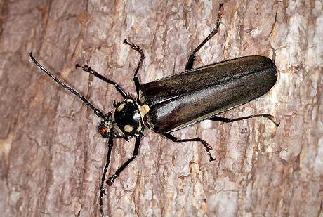 Усач реликтовый 2.jpg