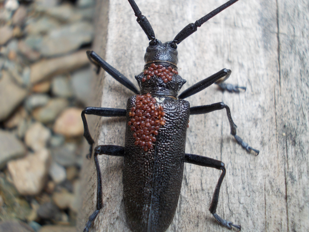 Усач чёрный еловый малый .JPG