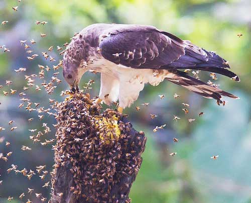 honey-buzzard-4.jpg