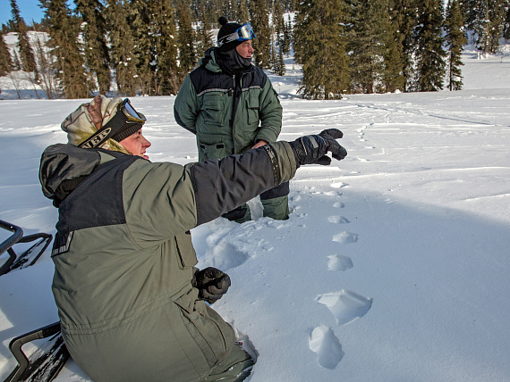 Зимние маршрутные учёты